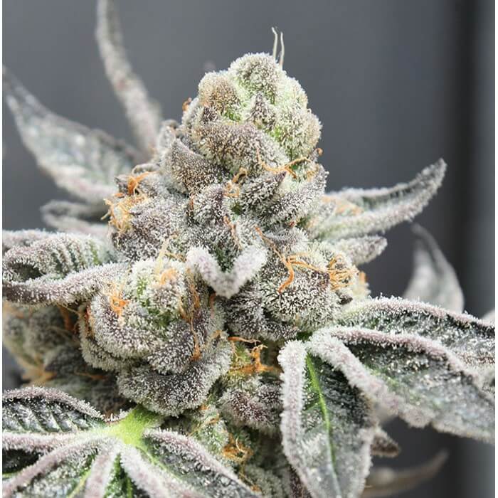 Ripper Seeds Break Pad Breath