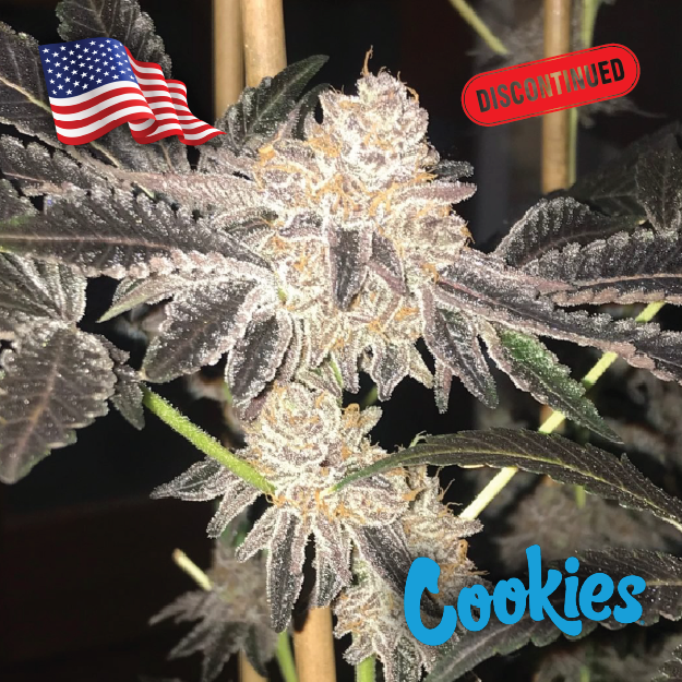Featured image for “Gary Payton Clone - Powerzzzup / Cookies”