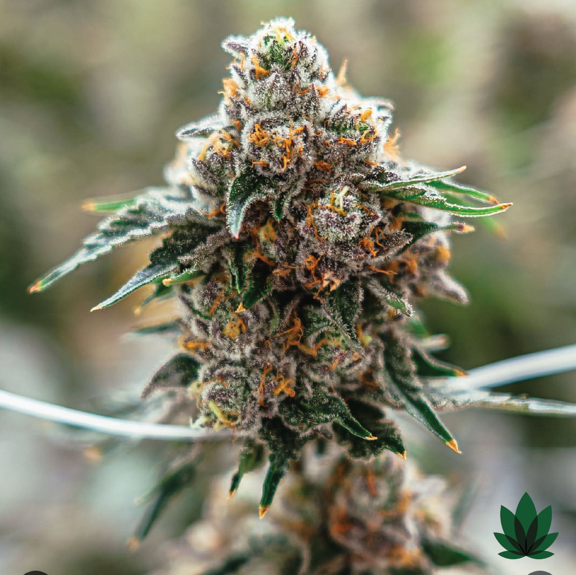 Featured image for “Vanilla Berry Pie - Point-Loma San Diego Clone”