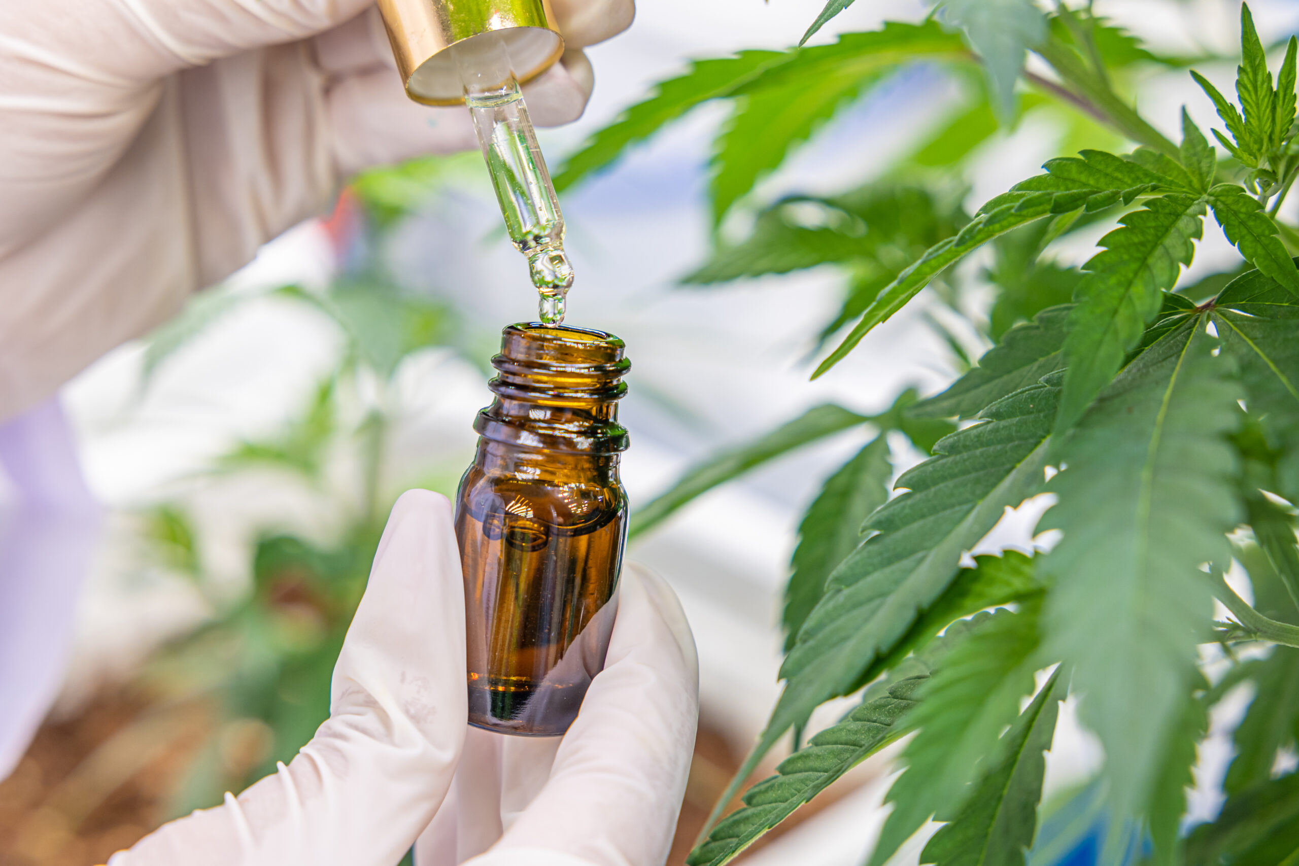Featured image for “Broad Spectrum Vs Full Spectrum CBD Oil South Africa: What’s The Difference?”