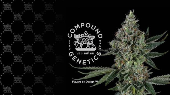 Featured image for “Compound Genetics South Africa: High-End Crosses for Serious Growers”