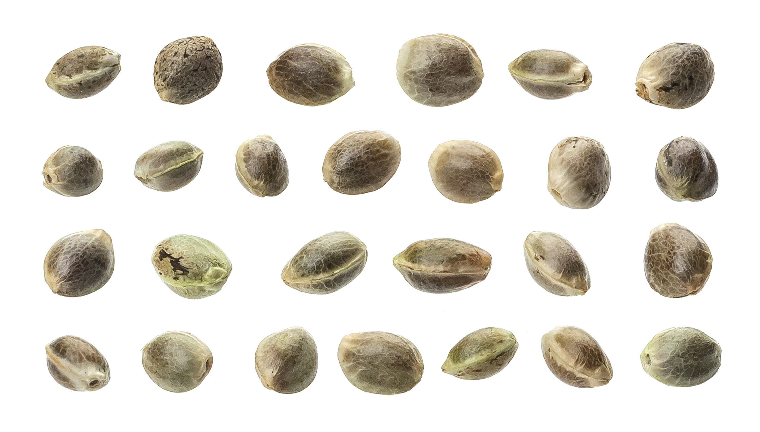 Featured image for “Best Cannabis Seeds for Beginners South Africa”