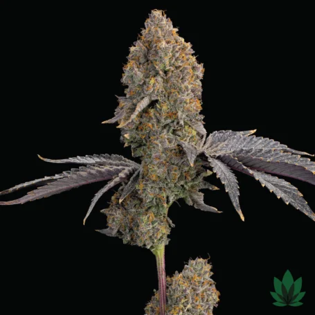Blue Bacio - Grounded Genetics