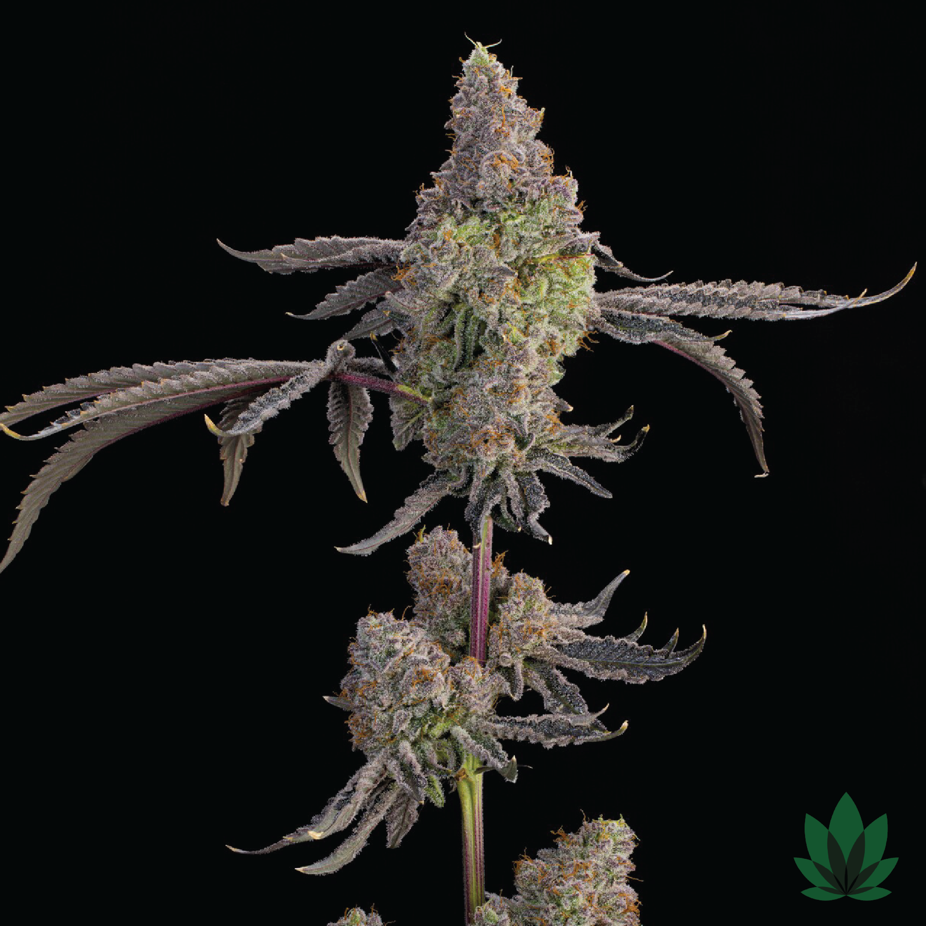 Blue Beluga - Grounded Genetics