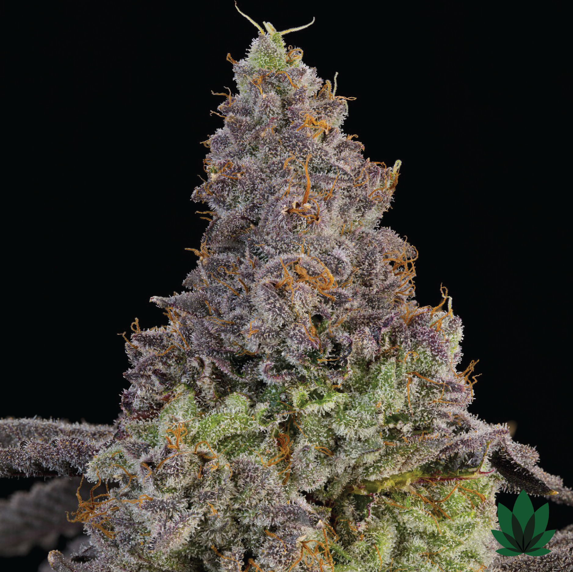 Blue Beluga - Grounded Genetics Close Up