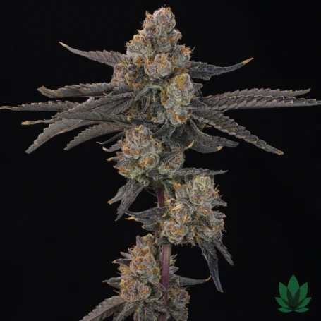 Blue Honey - Grounded Genetics