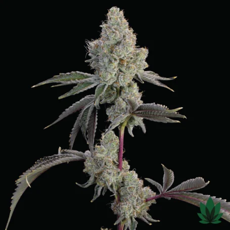 Chrome Sherb - Grounded Genetics
