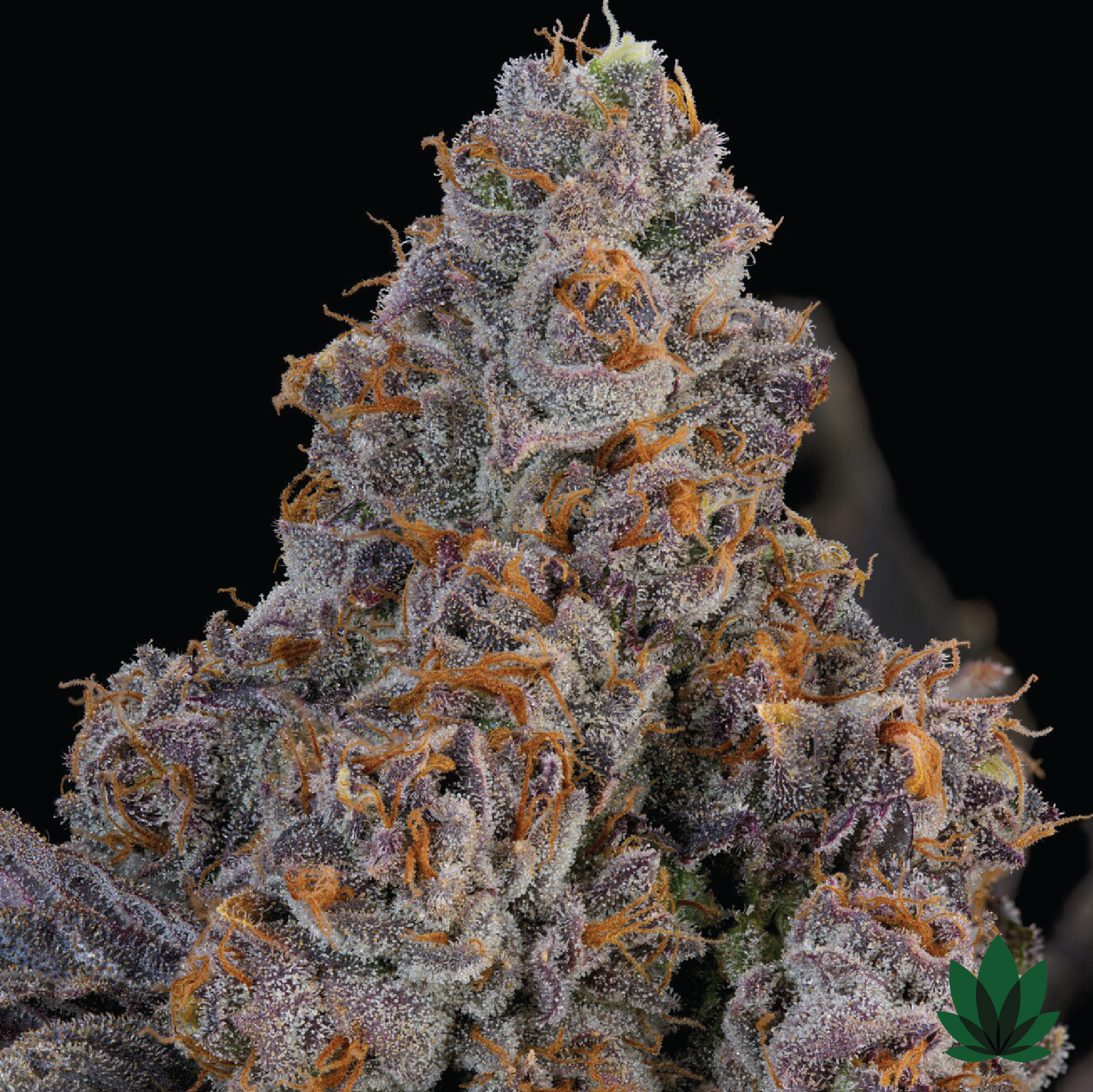 Maracuya - Grounded Genetics Close Up