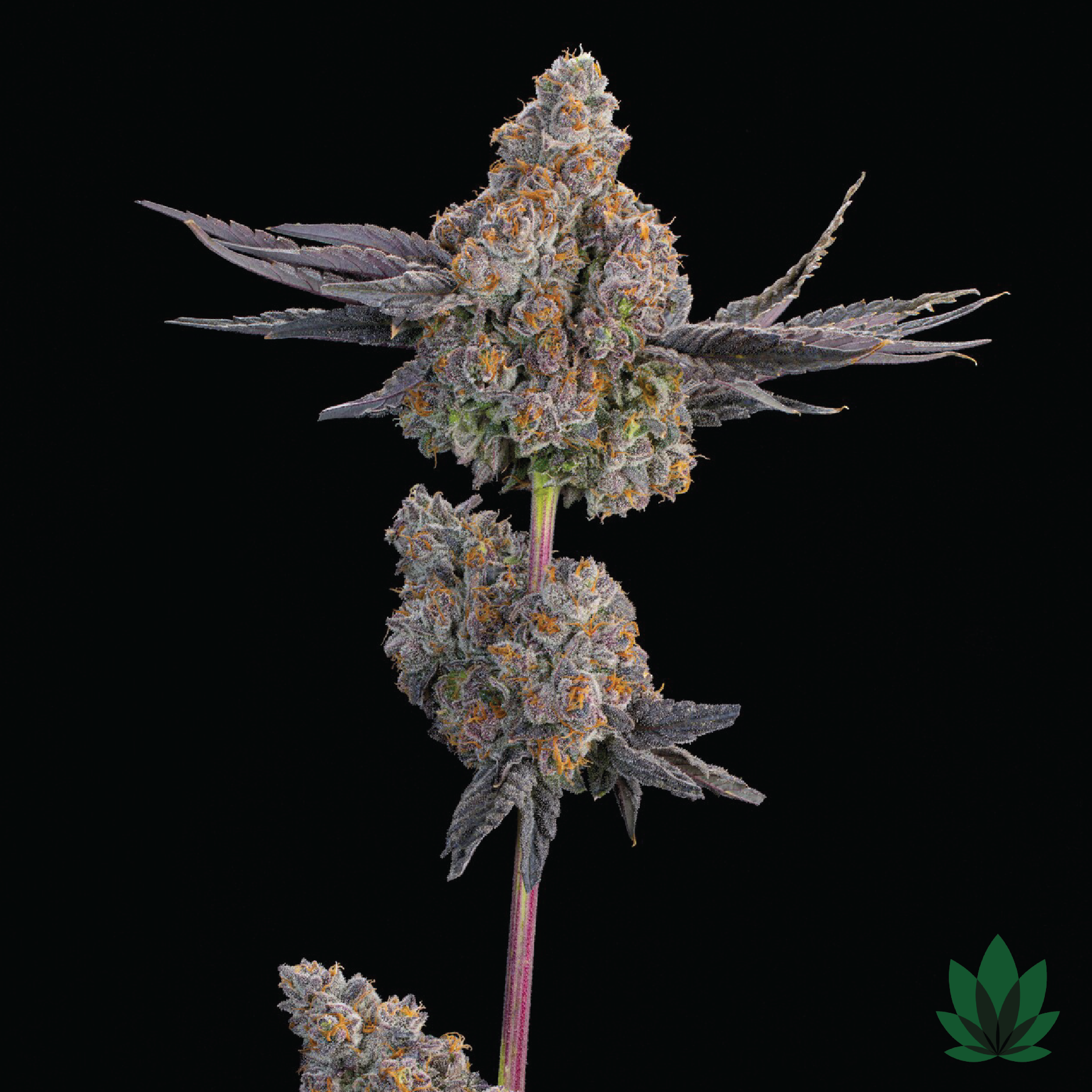 Maracuya - Grounded Genetics