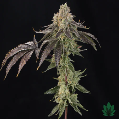 Oz Guava - Grounded Genetics