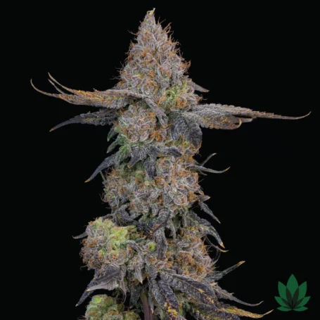 Pink Plumz - Grounded Genetics