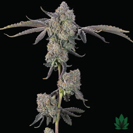 Sour Peachez - Grounded Genetics