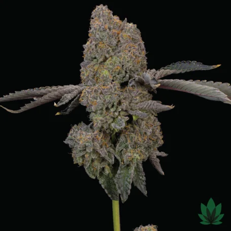 Zaffron - Grounded Genetics